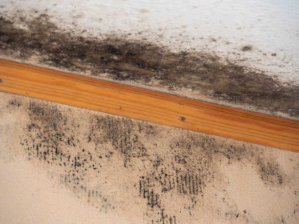 Asbestos and Lead Testing During Mold Inspection in Wade Hampton, SC