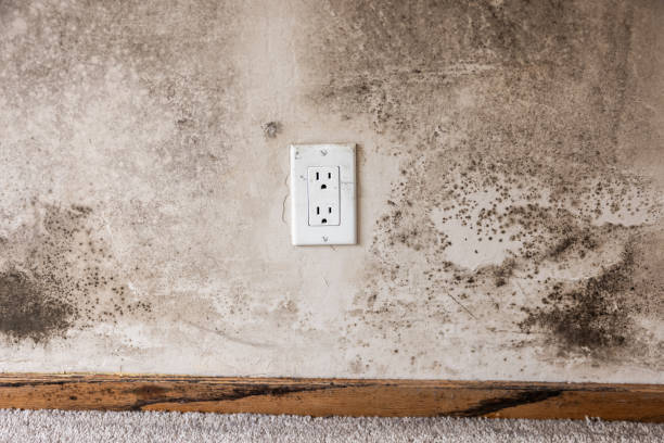Best Airborne Mold Testing  in Wade Hampton, SC
