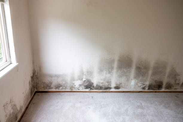 Best Biohazard Mold Removal  in Wade Hampton, SC
