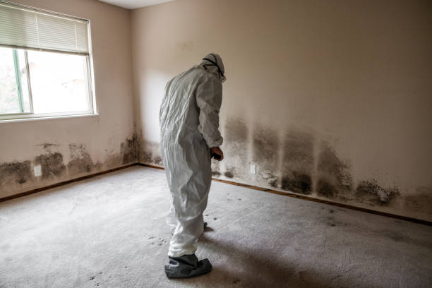 Mold Removal for HVAC Installations in Wade Hampton, SC